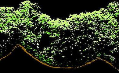 Image: University of Exeter. LiDAR profile of forest over two ancient Maya structures