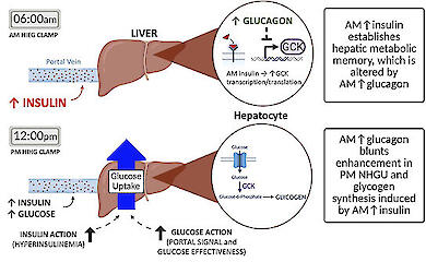 Image: Waterman et al. / Frontiers in Endocrinology, CC BY 4.0. How insulin and glucagon affect hepatic glucose uptake