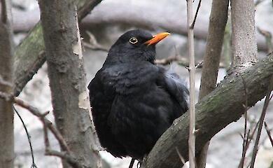 A blackbird in Budapest. Photo: Balazs Szanto / CC BY-SA 2.0. The image has been cropped and is distributed under the same terms