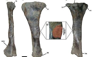 Tibia of Iguanodon bernissartensis with pathological thickening; the affected area is marked in red. Image: Salas-Herrera et al. / Royal Society Open Science, CC BY 4.0.