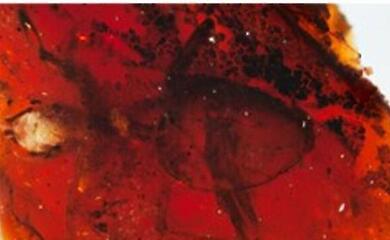 67-million-year-old ants have shed light on the lives of the ancestors of modern species