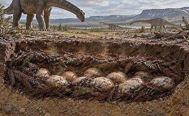 Giant dinosaurs may have kept their eggs warm using ‘compost’: what 255 shell fragments have revealed