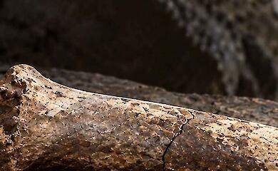 Conceptual fragment of an ancient bone on a rock surface in a cave.