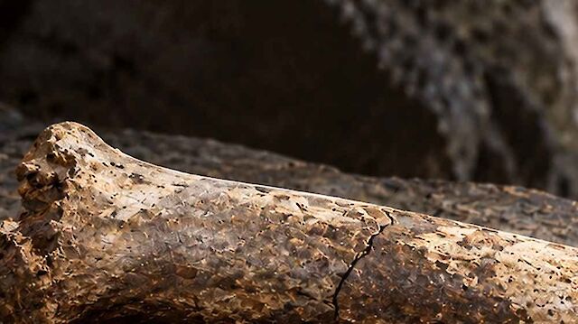 A forearm bone has been found at the Denisov site for the first time