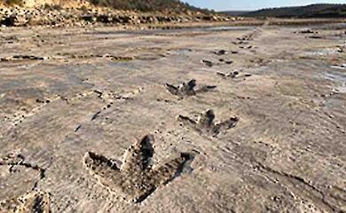 Four T. rex footprints have survived for 66.5 million years: the first trackway of an adult Tyrannosaurus has been discovered
