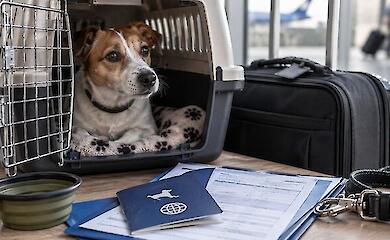 A dog in a carrier next to a suitcase and veterinary documents before a trip