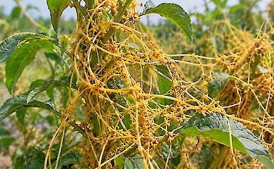 Yellow-orange dodder threads tightly wrap around green plants in a garden plot