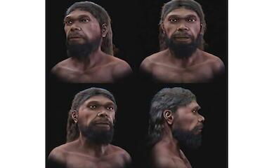 A graphical model of the digital reconstruction of the skull and facial proportions.
