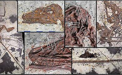 A new feathered dinosaur has shown that the ‘wings’ of dinosaurs and birds evolved differently