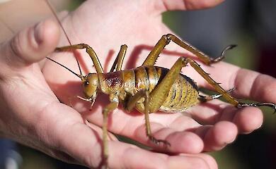 Large yellow-brown weta with long antennae and spines on its legs sitting on a person's palm