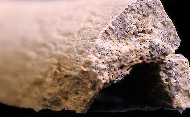 Close-up of damage on a fragment of an ancient tibia against a black background.