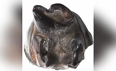 Dark fossil tooth with an uneven surface and preserved roots on a light background.