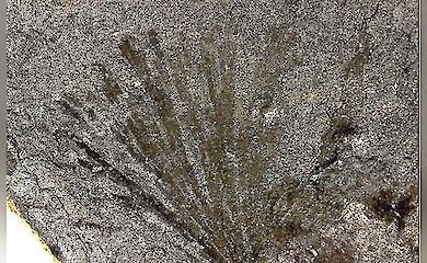 Branching dark imprint of a fossil organism on a gray stone surface.