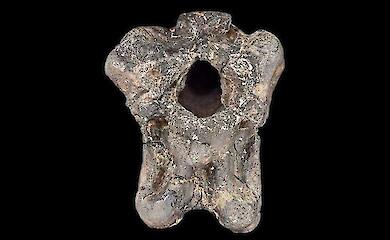 Genuine skull fragment of Invictibellatrix amberina from the Natural History Museum collection in London, rear view